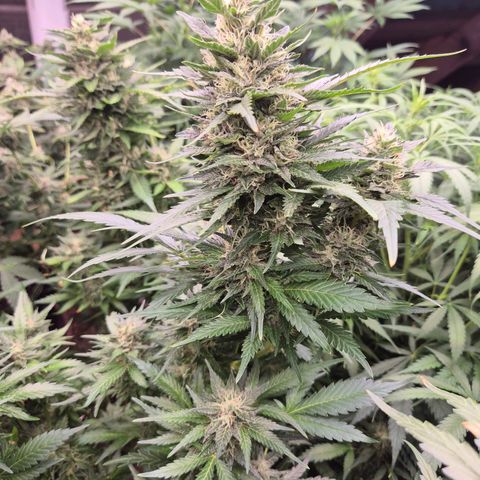 Moby 🍆  growlog timeline photo