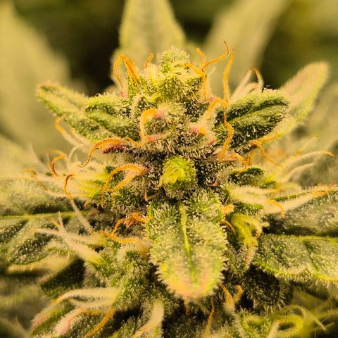 Gorilla Zkittles Auto anna growlog timeline photo