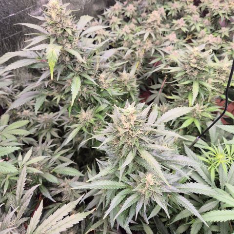 Moby 🍆  growlog timeline photo