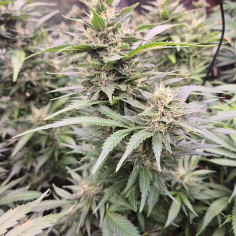 Moby 🍆  growlog timeline photo