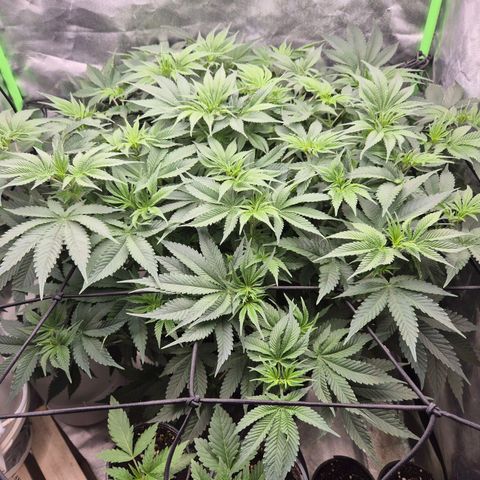 WTF- Königin Mimosa evo 👑👑👑 (65-70bt) growlog timeline photo
