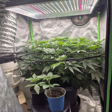 WTF- Königin Mimosa evo 👑👑👑 (65-70bt) growlog timeline photo