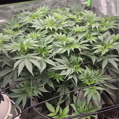 WTF- Königin Mimosa evo 👑👑👑 (65-70bt) growlog timeline photo