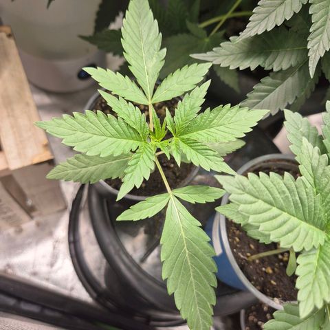 Ice cream cake 🍰 & permanent marker🖊(65-73bt) growlog timeline photo