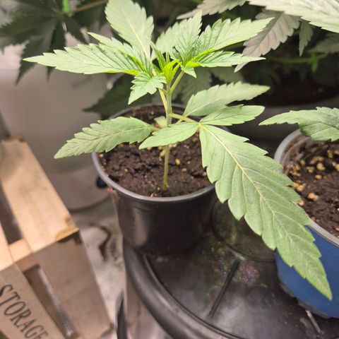 Ice cream cake 🍰 & permanent marker🖊(65-73bt) growlog timeline photo