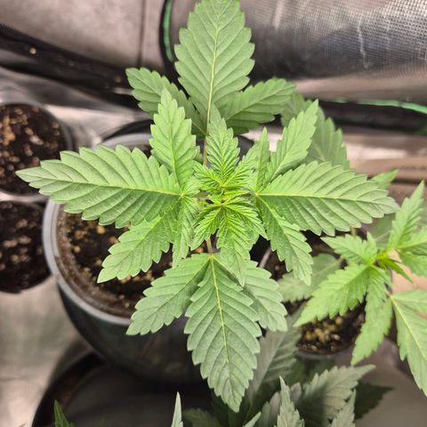 💚Bubba kush 🦝 (56-63 BT) growlog timeline photo