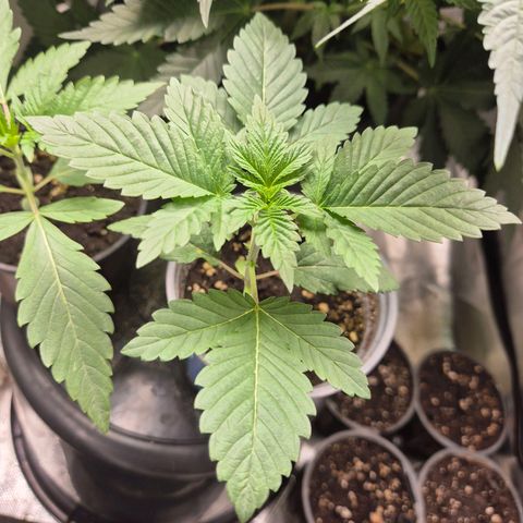 💚Bubba kush 🦝 (56-63 BT) growlog timeline photo