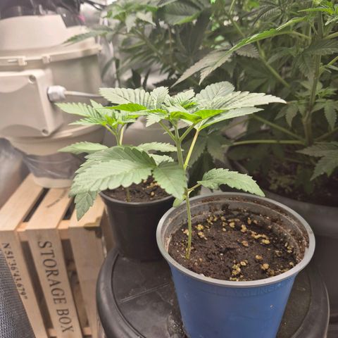 💚Bubba kush 🦝 (56-63 BT) growlog timeline photo