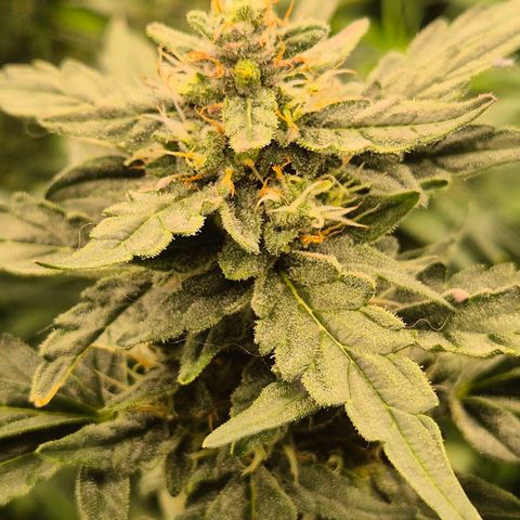 Gorilla Zkittles Auto anna growlog timeline photo