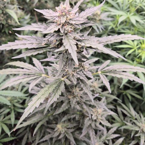 Gorilla Zkittles Auto anna growlog timeline photo