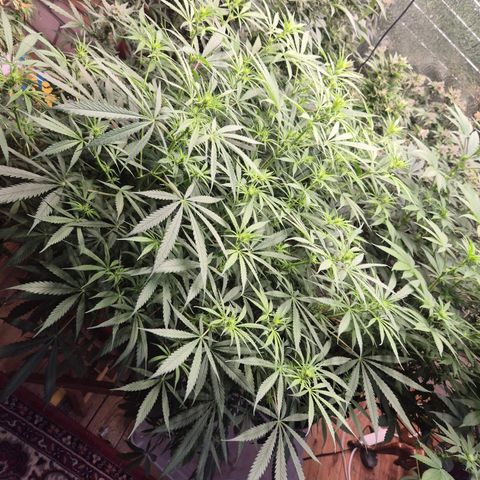 Afghani #1 (45-50bt) growlog timeline photo