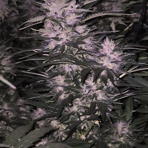 Moby 🍆  growlog timeline photo
