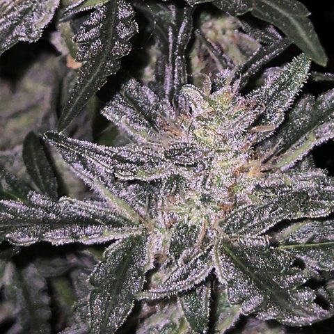 Gorilla Zkittles Auto anna growlog timeline photo