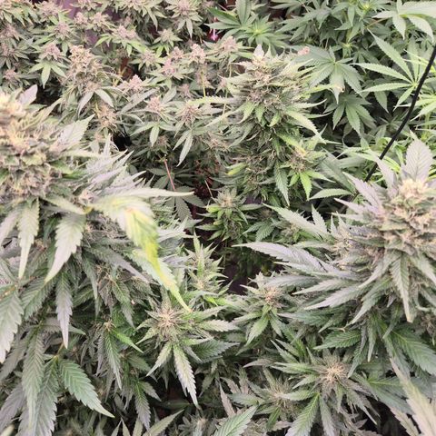 Moby 🍆  growlog timeline photo