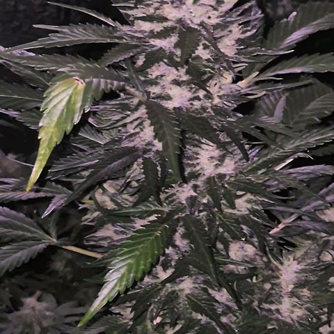 Moby 🍆  growlog timeline photo