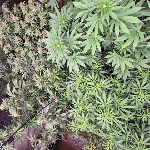 Afghani #1 (45-50bt) growlog timeline photo