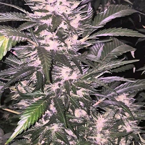 Moby 🍆  growlog timeline photo
