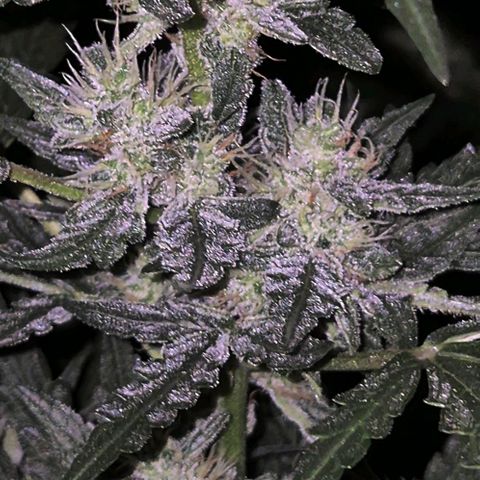 Gorilla Zkittles Auto anna growlog timeline photo
