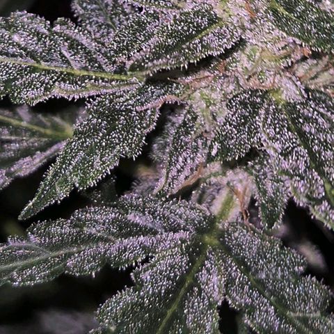 Gorilla Zkittles Auto anna growlog timeline photo