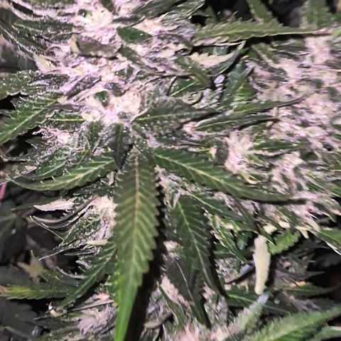 Moby 🍆  growlog timeline photo