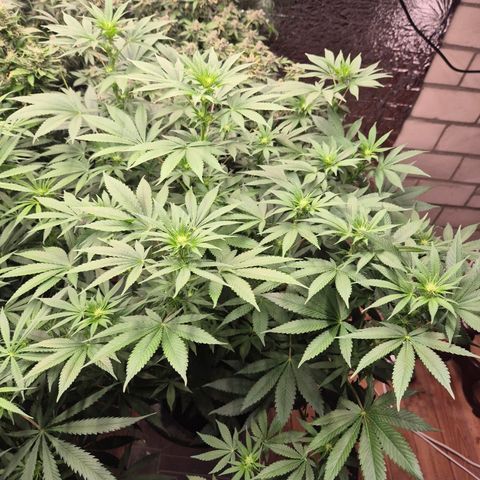 Biscotti (56-70bt) growlog timeline photo