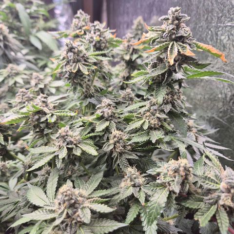 Apple crumble Ben growlog timeline photo