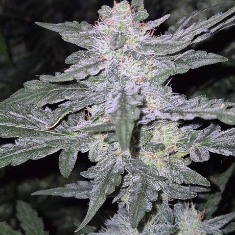 Gorilla Zkittles Auto anna growlog timeline photo