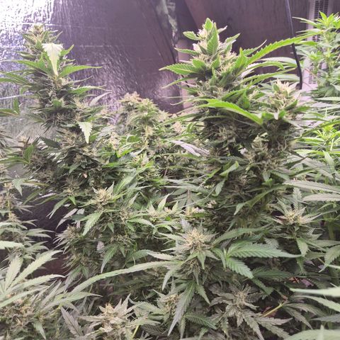 Moby 🍆  growlog timeline photo