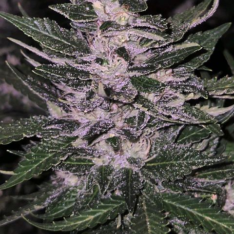 Moby 🍆  growlog timeline photo