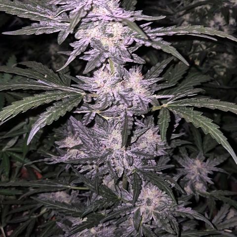 Gorilla Zkittles Auto anna growlog timeline photo