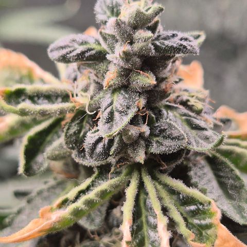 Apple crumble Ben growlog timeline photo