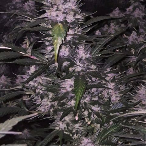 Moby 🍆  growlog timeline photo