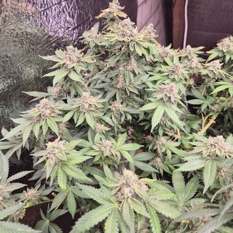 Apple crumble Ben growlog timeline photo