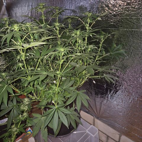Biscotti (56-70bt) growlog timeline photo