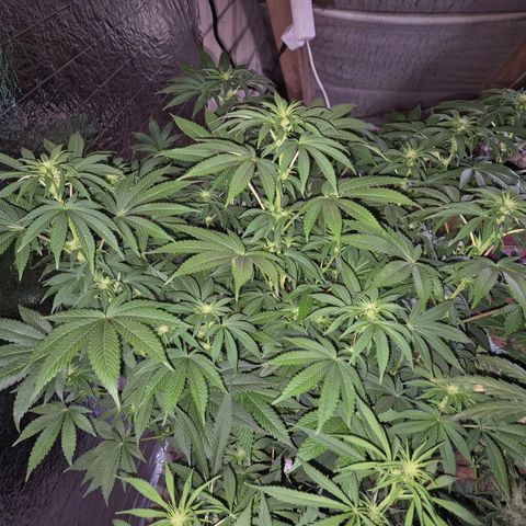 Biscotti (56-70bt) growlog timeline photo