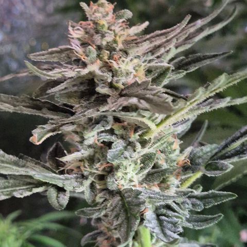 Gorilla Zkittles Auto anna growlog timeline photo