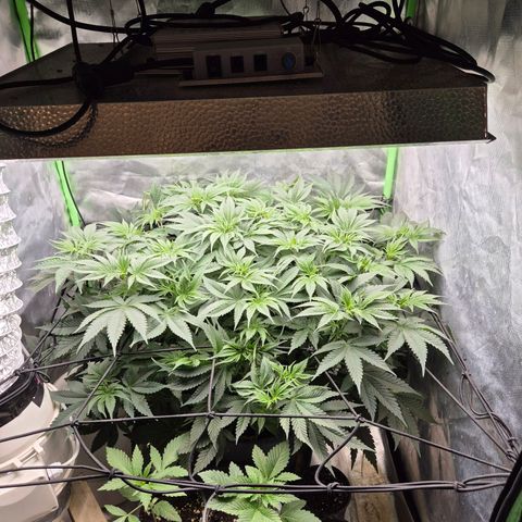 WTF- Königin Mimosa evo 👑👑👑 (65-70bt) growlog timeline photo