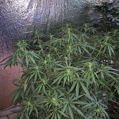 Afghani #1 (45-50bt) growlog timeline photo