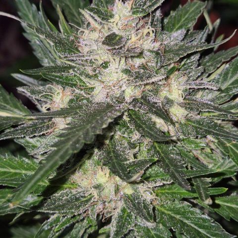 Moby 🍆  growlog timeline photo