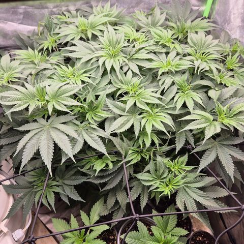 WTF- Königin Mimosa evo 👑👑👑 (65-70bt) growlog timeline photo