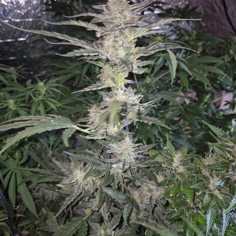 Gorilla Zkittles Auto anna growlog timeline photo