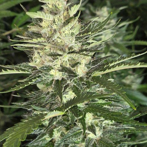 Moby 🍆  growlog timeline photo