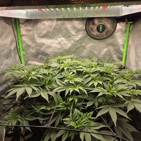 WTF- Königin Mimosa evo 👑👑👑 (65-70bt) growlog timeline photo