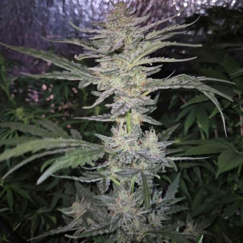 Gorilla Zkittles Auto anna growlog timeline photo