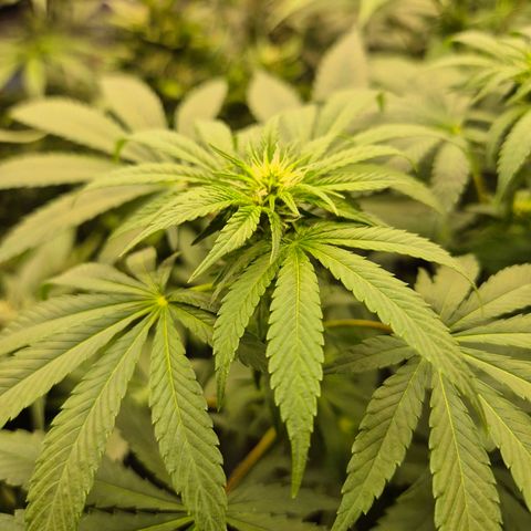 Biscotti (56-70bt) growlog timeline photo
