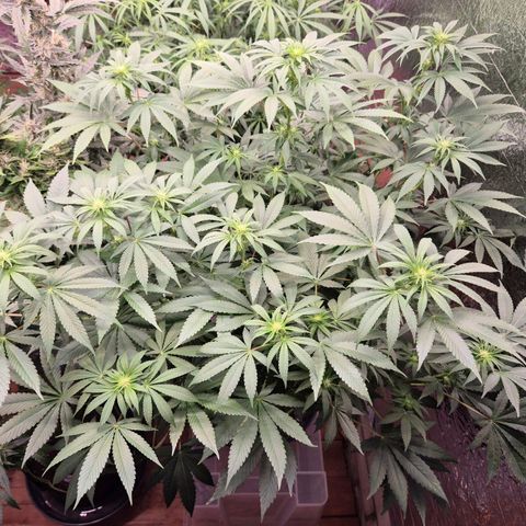 Biscotti (56-70bt) growlog timeline photo
