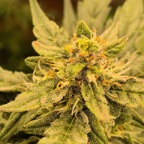 Gorilla Zkittles Auto anna growlog timeline photo