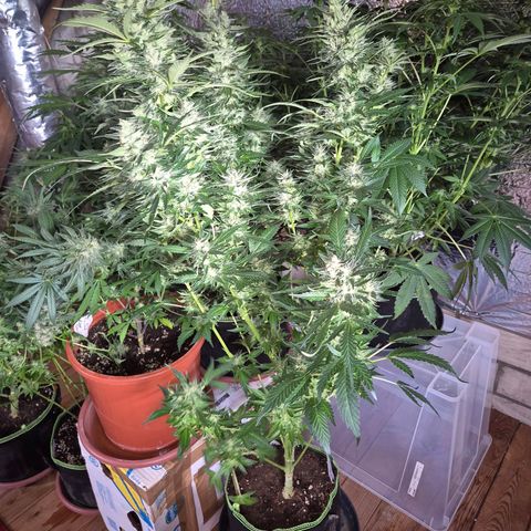 Moby 🍆  growlog timeline photo