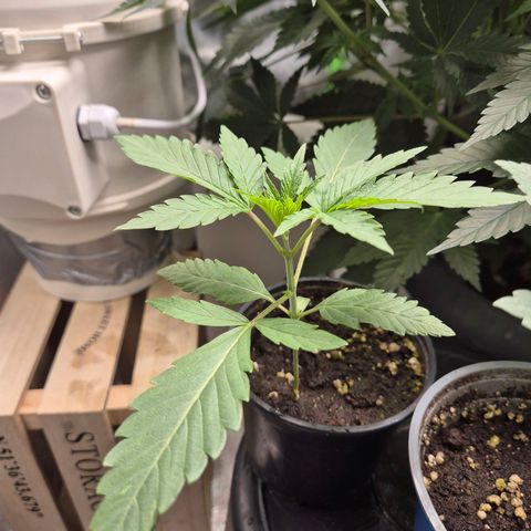 Ice cream cake 🍰 & permanent marker🖊(65-73bt) growlog timeline photo