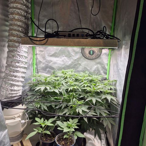WTF- Königin Mimosa evo 👑👑👑 (65-70bt) growlog timeline photo